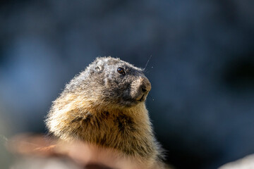 Marmotte se r&eacute;chauffant au soleil matinal dans un environnement de haute montagne dans le Parc National du Mercantour dans les Alpes