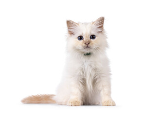 Obraz premium Cute red pointed Sacred Birman cat kitten, sitting up facing front. Looking straight to camera with breed specific blue eyes. Isolated on a white background.