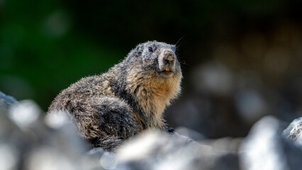 Obraz premium Marmotte se réchauffant au soleil matinal dans un environnement de haute montagne dans le Parc National du Mercantour dans les Alpes