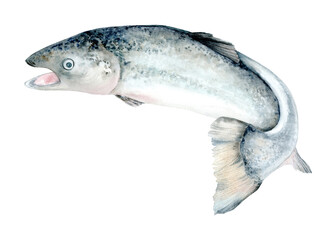 Salmon fish (Salmon). A fish of the salmon family. Watercolor Clip Art. Illustration is hand drawn. Suitable for encyclopedias, card designs, textiles and scrapbooking.