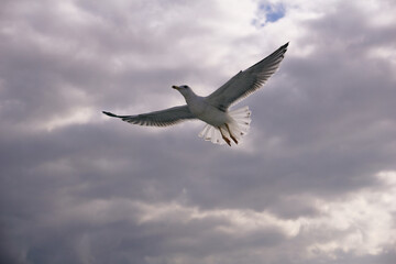 Obraz premium A white sea gull flies over the sea. Seagulls over the Bosphorus Strait in Turkey