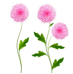 Colorful autumn flowers of chrysanthemum