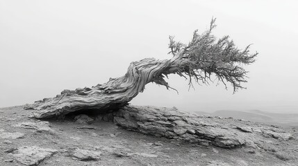 A dead bristlecone tree stands alone, representing resilience through time despite harsh conditions