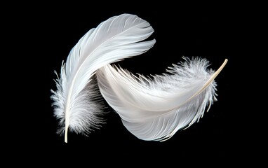 Obraz premium Close-up of white feathers floating gently in a dark void, delicate and minimal abstract design