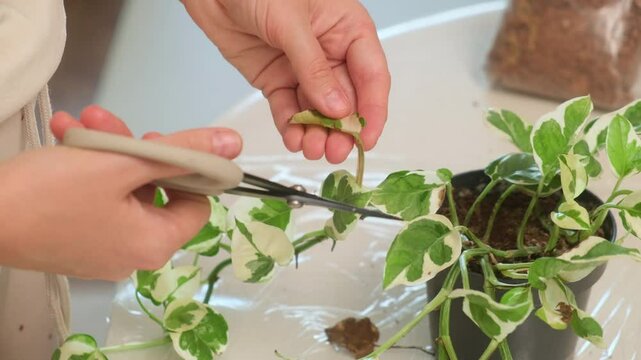 A woman is engaged in home gardening, cutting off a dry leaf with scissors from a houseplant Epipremnum aureum N'Joy. Home gardening and caring for potted flowers indoors