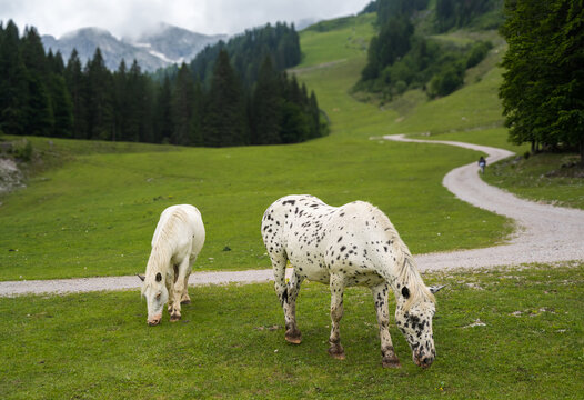 Pferde grasen auf der Alm, K&auml;rnten, &Ouml;sterreich