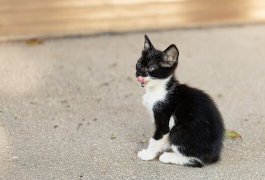 Little kitten black and white sitting with tonque alone