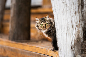Portrait of green-eyed stray hunting cat, angry street cat peek out from behind a tree, homeless animals, dissatisfied cat sits on the street and looks at the side
