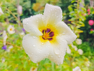 Obraz premium Close-up of a delicate white flower adorned with glistening dewdrops.