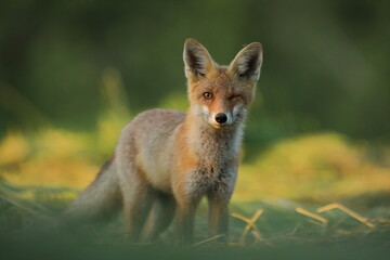 Lis rudy, fox, lis  (Vulpes vulpes) © Bartosz Rakoczy