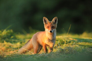 Lis rudy, fox, lis  (Vulpes vulpes) © Bartosz Rakoczy