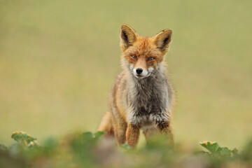 Lis rudy, fox, lis  (Vulpes vulpes) © Bartosz Rakoczy