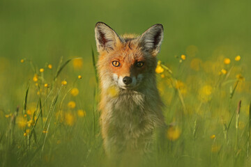 Lis rudy, fox, lis  (Vulpes vulpes) © Bartosz Rakoczy