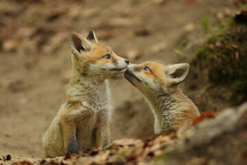 Lis rudy, fox, lis  (Vulpes vulpes) © Bartosz Rakoczy