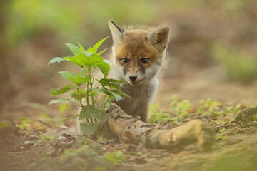 Lis rudy, fox, lis  (Vulpes vulpes) © Bartosz Rakoczy