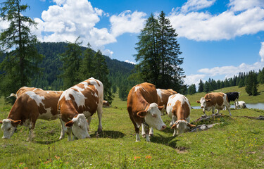 frei laufende Rinder auf einer Alm, Egger Alm, K&auml;rnten, &Ouml;sterreich