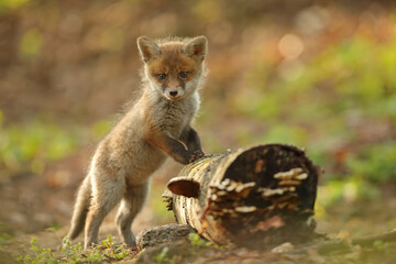 Lis rudy, fox, lis  (Vulpes vulpes) © Bartosz Rakoczy