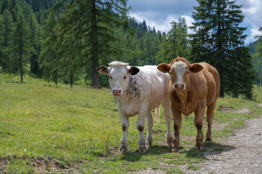 zwei K&auml;lber schauen neugierig, frei laufende Rinder auf einer Alm, Egger Alm, K&auml;rnten, &Ouml;sterreich