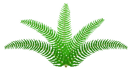 fern leaf, sword fern leaves illustration, foliage, flora simple shape, leaf clip art © cgdeaw