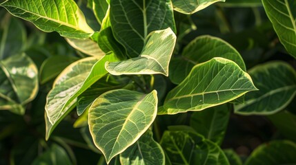 Obraz premium Close Up of Lush Green Leaves with Intricate Veins