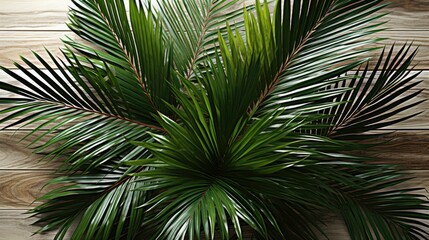 Obraz premium palm tree leaves