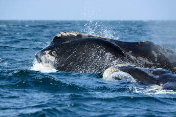 Fototapeta premium Large whale emerges from the blue Pacific Ocean off the coast of Argentina