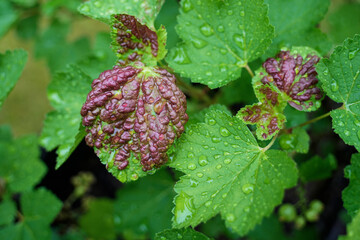 Close-up of red currant leaves showing signs of disease or pest infestation. The leaves are deformed with red blisters and discoloration, possibly caused by gall mites or other pests