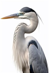 Grey Heron heron animal bird.