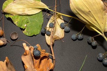 Autumn still life with a Berries of a Solomon’s seal, green leaf of burdock and fall oak leaves...