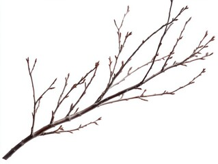 Fototapeta premium PNG. Minimalist winter tree branches