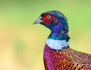 Ring-necked Pheasant (Phasianus colchicus), Courtenay, Vancouver Island, Canada  