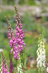 Foxglove (Digitalis purpurea) on Mount Washington, Vancouver Island, British Columbia  