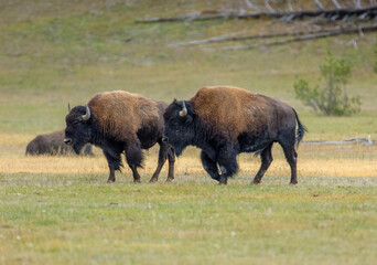 American Bison (Bison bison) Yellowstone National Park, Wyoming, USA