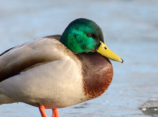 Male mallard (Anas platyrhynchos) in winter 