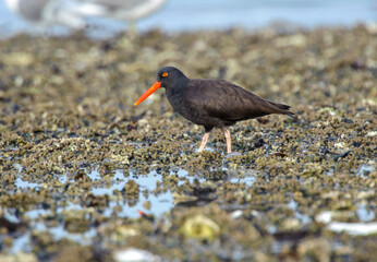 Black Oystercatcher (Haematopus bachmani), Brickyards Beach, Gabriola Island , British Columbia,...