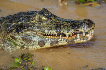 Obraz premium Yacare Caiman (Caiman yacare), Araras Ecolodge, Mato Grosso, Brazil (Photo: Peter Llewellyn)