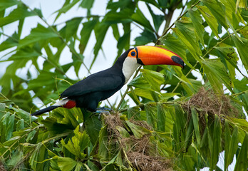 Toco Toucan (Ramphastos Toco) attacking nests ,  Jardim d' Amazonia Ecolodge, Mato Grosso, Brazil
