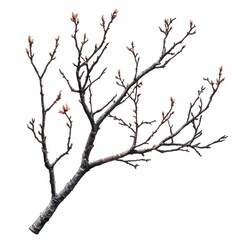 Obraz premium Explore a colorful branch set against a white background