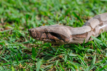 Fototapeta premium Red-tailed Boa (Boa constrictor), Jardim da Amazonia Lodge, Mato Grosso, Brazil Photo by: Peter Llewellyn
