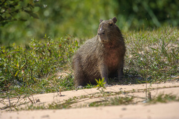 Capybara (Hydrochoerus hydrochaeris),  Jardim d' Amazonia Ecolodge, Mato Grosso, Brazil