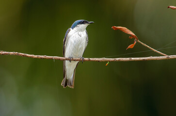 White-winged Swallow (Tachycineta albiventer),  Jardim d' Amazonia Ecolodge, Mato Grosso, Brazil