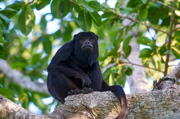 Black Howler Monkey (Alouatta caraya) male, The Pantanal, Mato Grosso, Brazil
