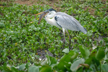 Cocoi Heron (Ardea cocoi) feeding on fish,  The Pantanal, Mato Grosso, Brazil
