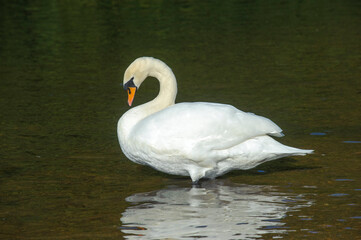 Mute Swan (Cygnus olor), Hollow Ponds, Leytonstone, London , Essex, England