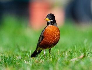 American Robin (Turdus migratorius) ( looking for food in grass) Gabriola, British Columbia, Canada Photo: Peter Llewellyn