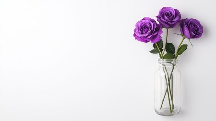 Fototapeta premium Clear vase with soft lavender roses, minimalist and elegant, isolated on a white background