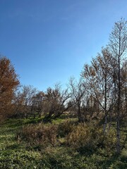 Obraz premium trees in the autumn forest