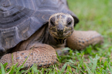 Obraz premium This photo captures an Aldabra giant tortoise leisurely walking across a grassy field. With its ancient, textured shell and powerful claws.