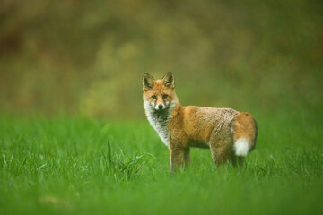 Lis rudy, fox, lis  (Vulpes vulpes) © Bartosz Rakoczy
