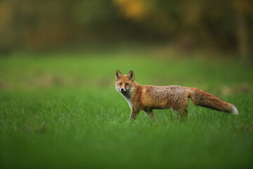 Lis rudy, fox, lis  (Vulpes vulpes) © Bartosz Rakoczy